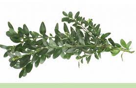 Boxwood Facts And Health Benefits