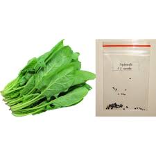 If stored in a plastic bag in the refrigerator, spinach leaves will remain fresh for about a week. Spinach Vegetable Seeds Shopee Philippines