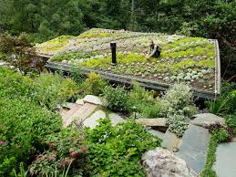 Pin On Flat Roof Planting