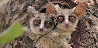 Galagos The Lion Guard Wiki Fandom