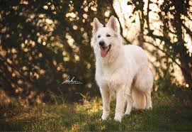 weisser schweizer schaferhund berger blanc suisse swiss white shepherd hund bilder foto fotografie fotoshooting hundefoto hu fotografie herder