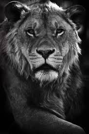 Lion Photography Art Print Close Up Lions Home Decor Big Cats Gift For Boyfriend Husband Man Cave Lion Photography Wild Animals Photos Animal Photography