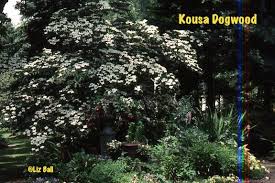 These berries are known to feed a variety of bird species throughout the autumn and winter months. Kousa Dogwood