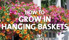 Use in containers or hanging baskets. How To Grow In Hanging Baskets Palmers Garden Centre