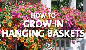 See more ideas about bee friendly, bee friendly flowers, bee. How To Grow In Hanging Baskets Palmers Garden Centre