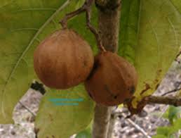 Pin On Exotic Fruit