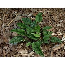 Image result for Drimiopsis