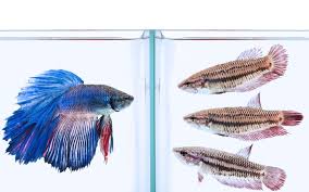 Female Betta Fish Color Variations