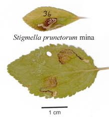 Image result for Stigmella prunetorum
