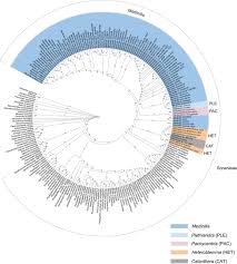 Image result for Antherotoma naudinii