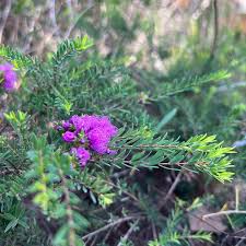 Image result for Melaleuca hamulosa
