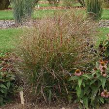 Image result for Panicum novemnerve