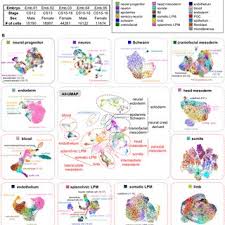 Embryo Development Gizmo Answer Key | Virtual High School - Edubirdie
