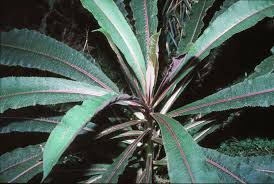 Image result for Agelanthus fuellebornii