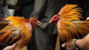 Siap untuk dikembangbiakkan.tahan pukul dan pantang menyerah sebelum meng k o lawan e.,. Primbon Ayam Wiring Kuning Asli Serta Ciri Dan Kelebihannya
