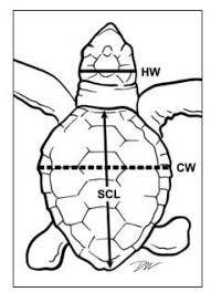 Check spelling or type a new query. Medidas Utilizadas En La Talla De Tortugas La Longitud Est Ndar En Download Scientific Diagram