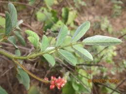 Image result for Indigofera astragalina-hirsuta