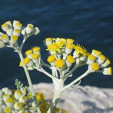 Image result for Helichrysum moorei