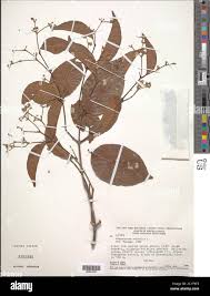 Image result for Hippocratea