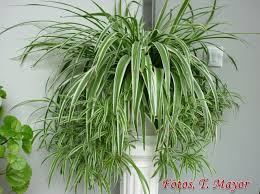 Cinta Lazos De Amor Chlorophytum Comosun Cintas Cinta Malamadre Lazo De Amor Lazo De Amor Planta Plantas Plantas Que Purifican El Aire