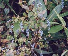 Image result for Vaccinium madagascariense