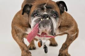 Sorry, your search returned zero results for concours du chien le plus moche. Voici Le Chien Le Plus Laid Du Monde Zsa Zsa 9 Ans Un Bouledogue Femelle Actu