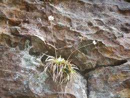 Image result for Mesanthemum glabrum