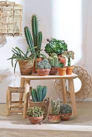 Ideas Para Decorar Interiores Con Cactus Plantas De Interiores Pflanzen Dekor Pflanzen Zimmerpflanzen
