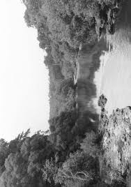 Image result for Landolphia bruneelii