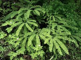 Image result for Adiantum patens