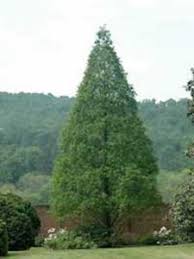 Ein baum braucht etwa 100 jahre und 30 m hoch zu werden, wächst aber in den ersten 40 jahren schon 20 davon. Schattenspender Fragen Bilder Pflanz Und Pflegeanleitungen Rund Um Das Thema Gartenpflanzen