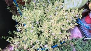 Image result for Bacopa floribunda