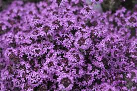 Buy thymus coccineus group (creeping thyme). How To Grow And Care For Creeping Thyme