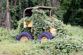 The Vine That Ate the South': How Kudzu Infested Alabama One Vine at a Time | WHNT.com