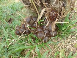 Image result for buah salak