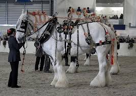 Yeoman 4th In Decorated Harness Class Horses Clydesdale Horses Draft Horses