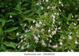 Image result for Rhinacanthus xerophilus
