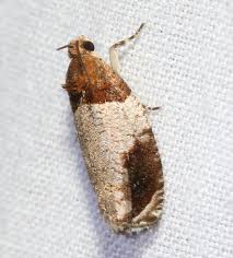 Image result for Hunteria myriantha