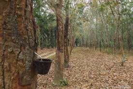 First, the seedlings were brought from the amazon basin, and were planted here on a trial basis. Cover Story Diverging Paths In Malaysia S Rubber Industry The Edge Markets