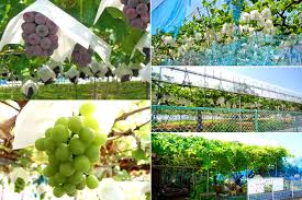 2024年最新版】世田谷区・目黒区のブドウ狩りにおすすめの農園9選！ピークは8～9月 | 殖産ベスト 世田谷店