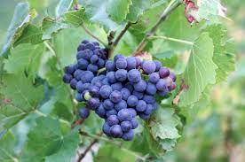 For customers in warmer zones, 8a and above, late fall is a good time to plant fruit trees. 9 Best Fruit Plants To Grow In Your Garden