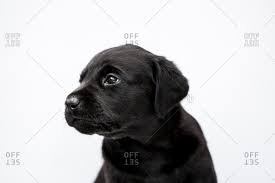 It is not every day that you see a labrador with a pure white coat. White Labrador Retriever Stock Photos Offset