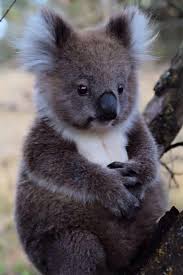 Finding Neverland Photo Cute Animals Cute Baby Animals Australian Animals