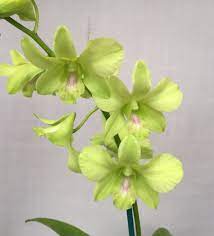 Dendrobium Aridang Green Burana Jade X Olive Green Dendrobium Green Orchid Orchidsbyhausermann Orchids By Hausermann Orchids Flowers