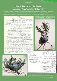 Image result for Euphorbia platyrrhiza