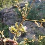 Image result for Adenodolichos rhomboideus