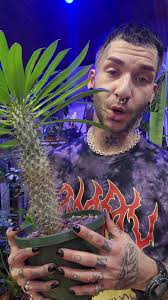 Cómo Reproducir La Palma De Madagascar