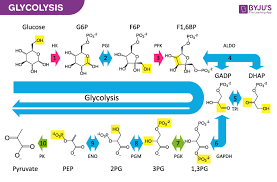 Glycolysis Function And Stages Of Glycolysis