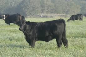 The brahman is an american breed of zebuine beef cattle. Cattle Breeds 101 Brangus Beef Runner