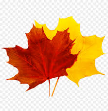 The advantage of transparent image is that it can be used efficiently. Fall Leaves Clip Art Fall Leaves Transparent Png Image With Transparent Background Toppng